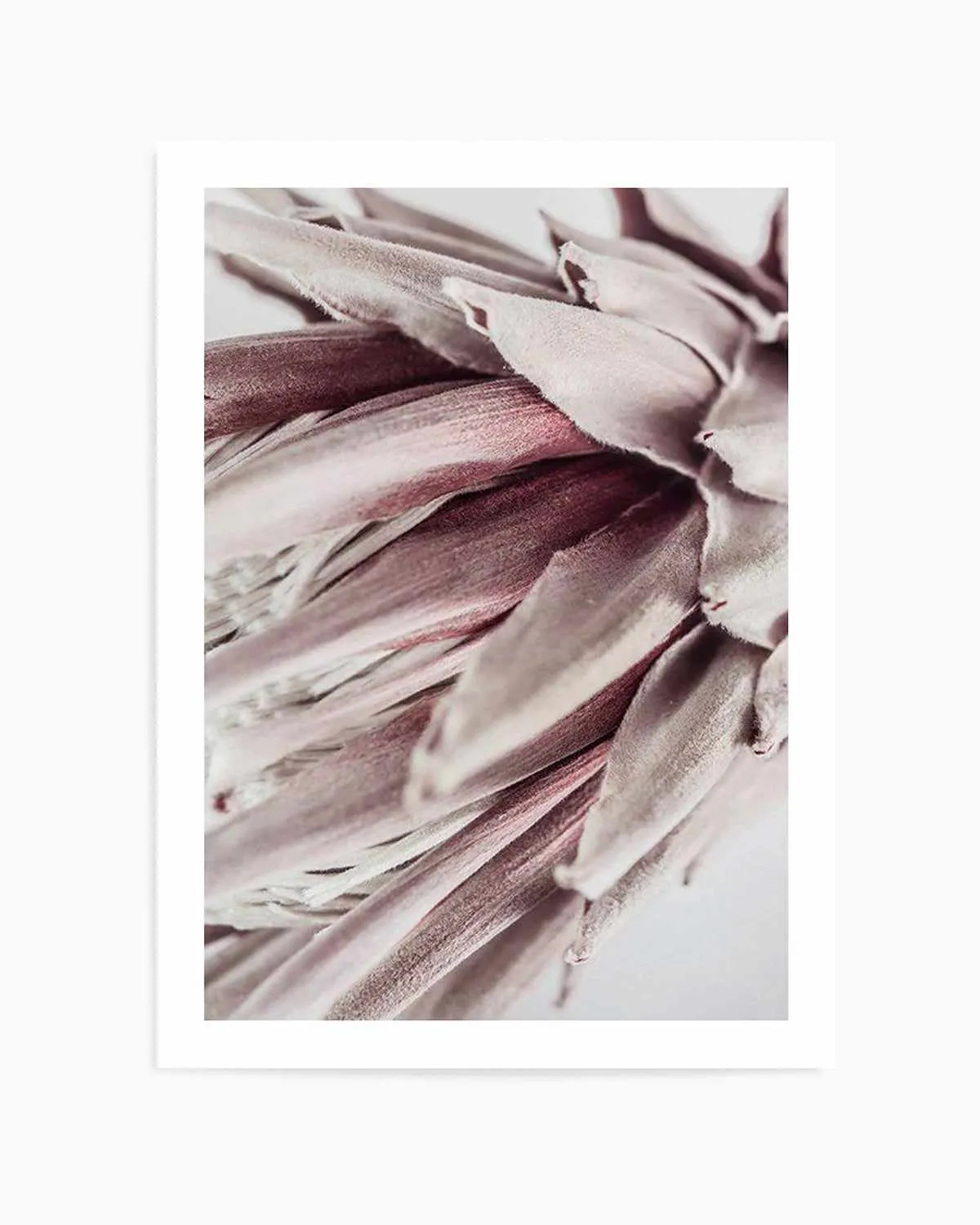 Abstract Protea II Art Print