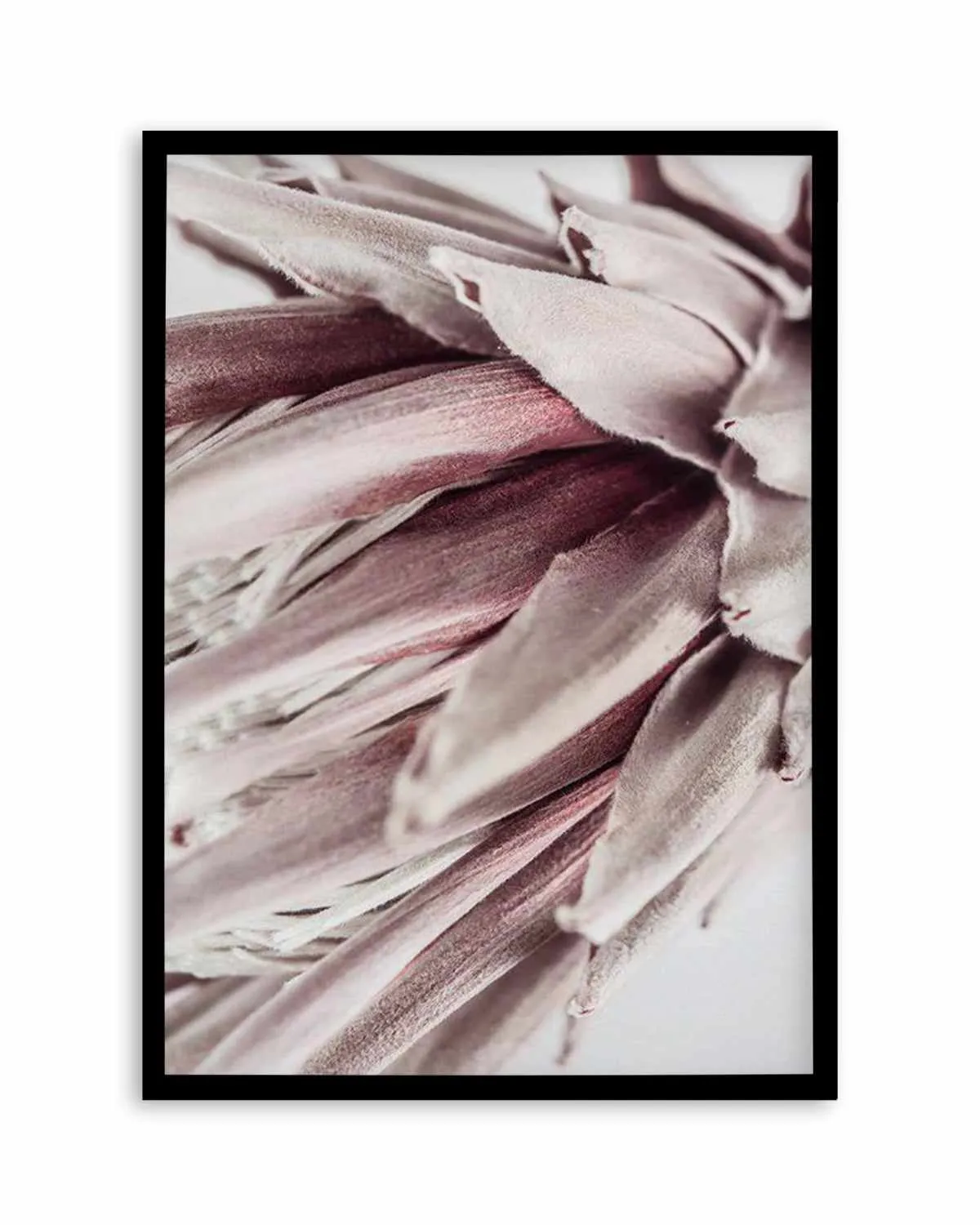 Abstract Protea II Art Print