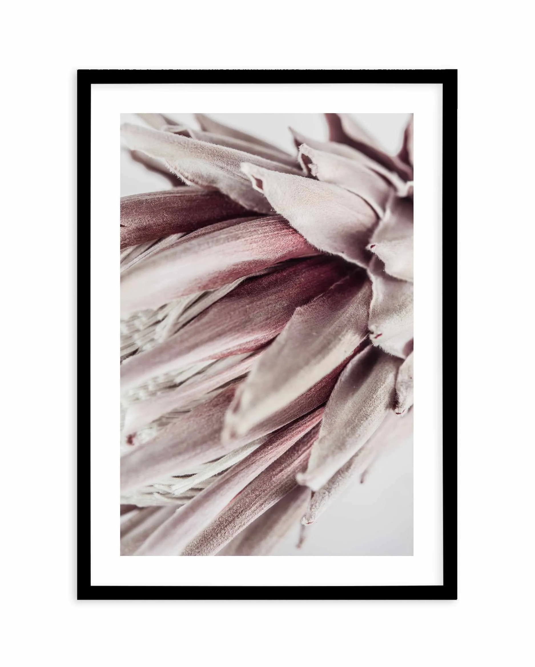 Abstract Protea II Art Print