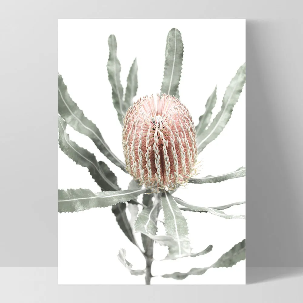 Banksia Pastels I - Art Print