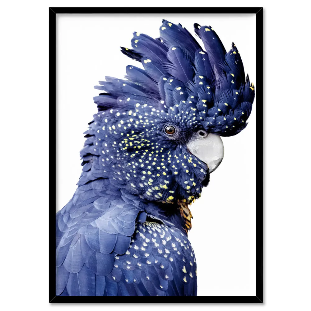 Black Cockatoo (blue tones) II - Art Print