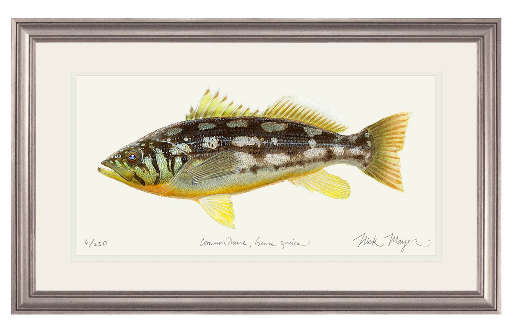 Calico Bass I Print