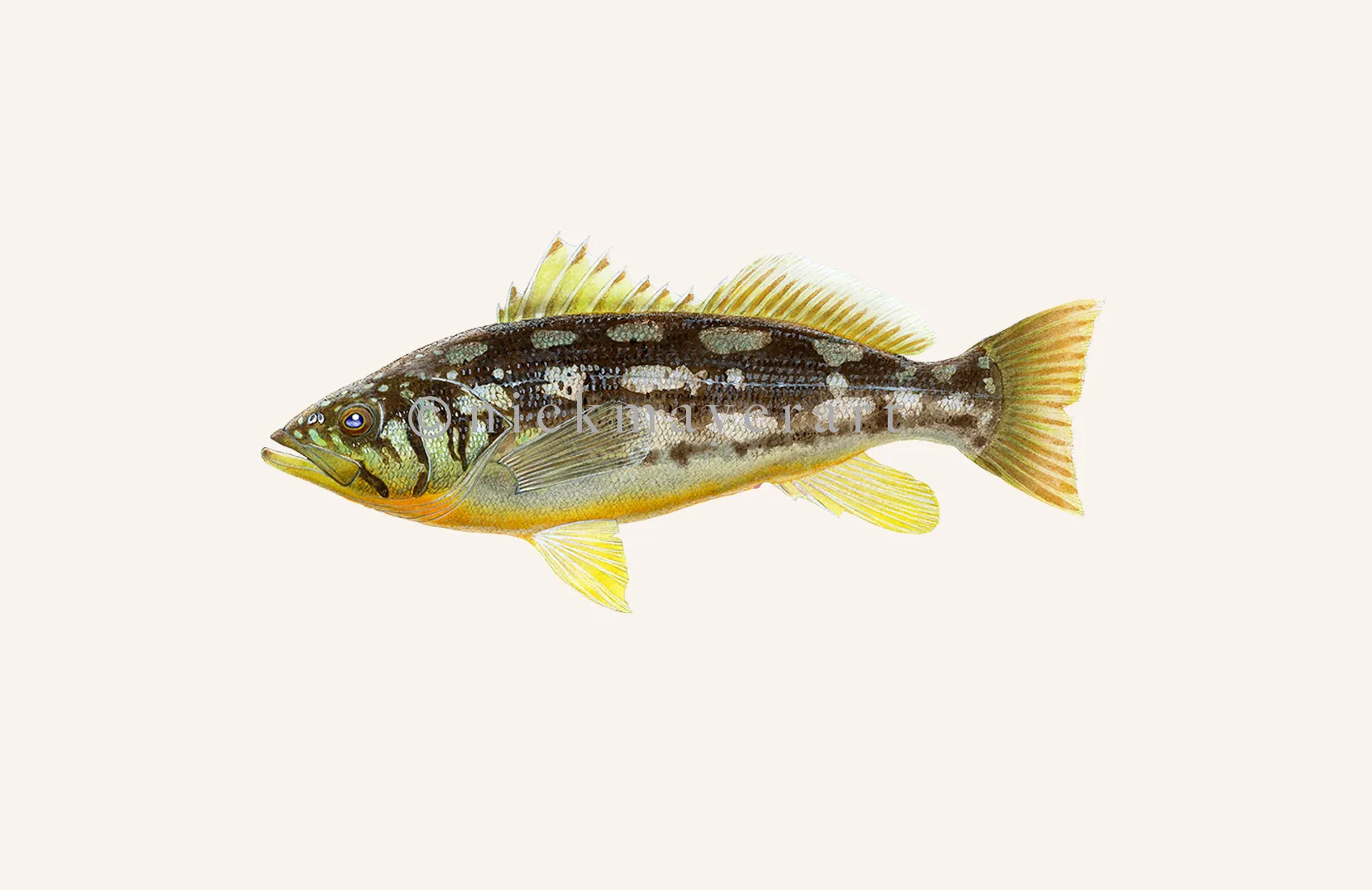 Calico Bass I Print