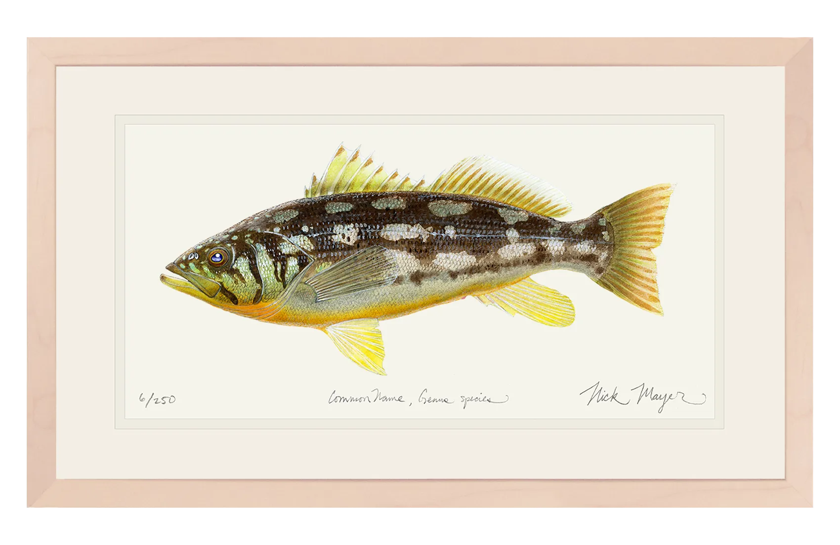 Calico Bass I Print