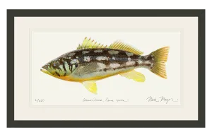 Calico Bass I Print