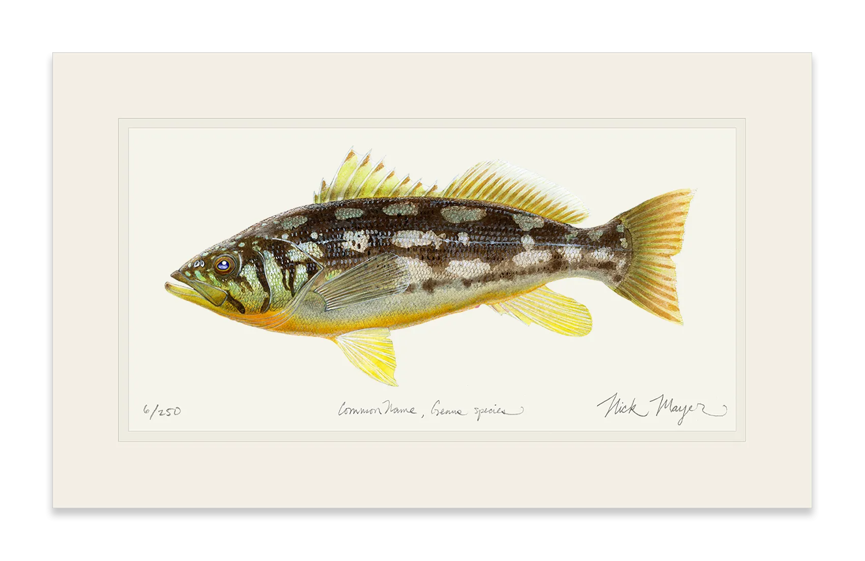 Calico Bass I Print