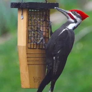 Cedar Suet Tail Prop Bird Feeder