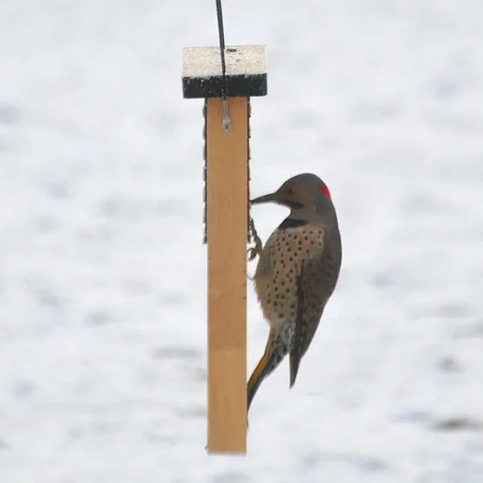 Cedar Suet Tail Prop Bird Feeder