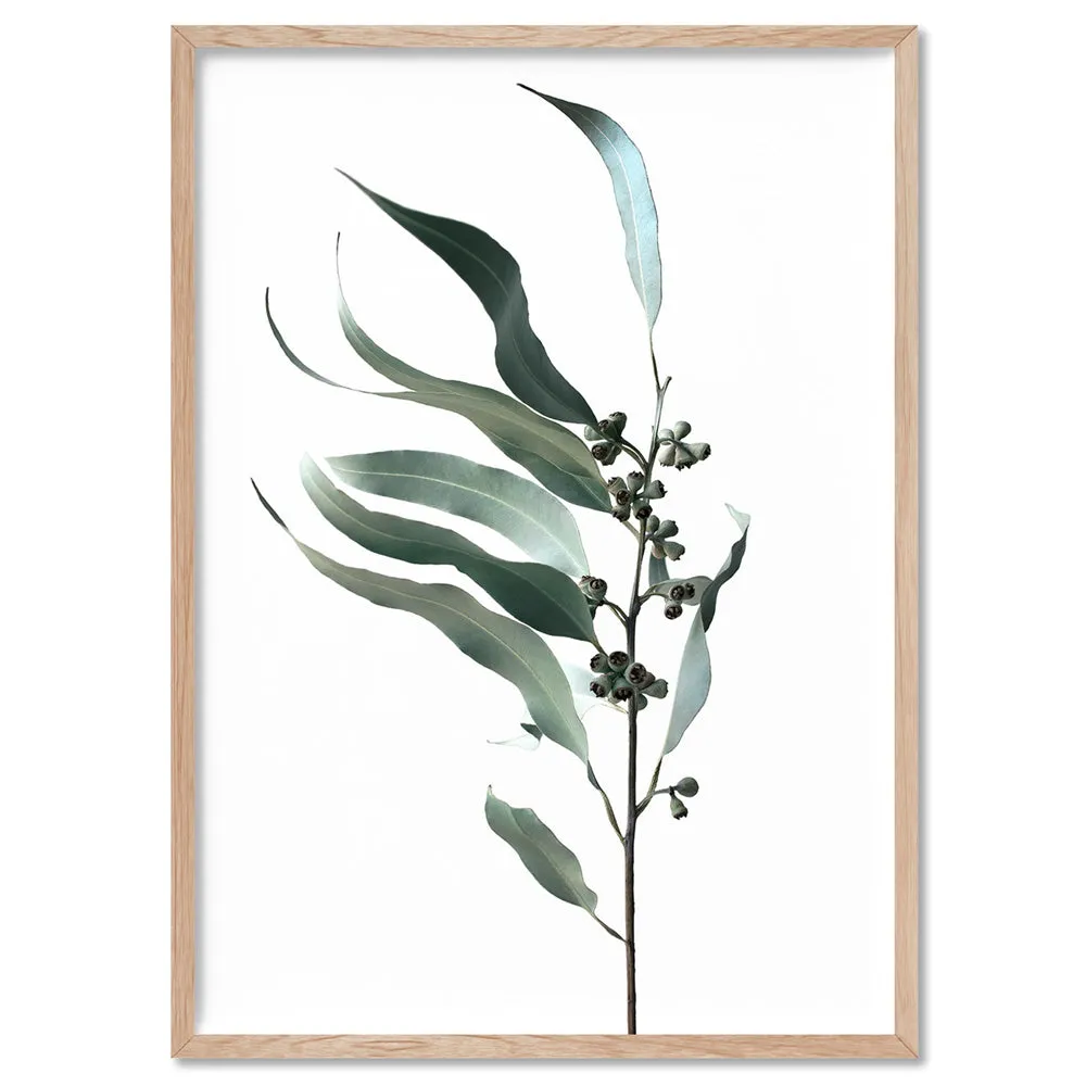 Dried Eucalyptus Leaves I - Art Print