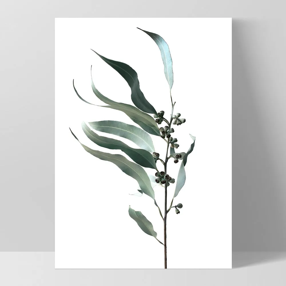 Dried Eucalyptus Leaves I - Art Print