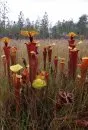 Field Guide to the Carnivorous Plants