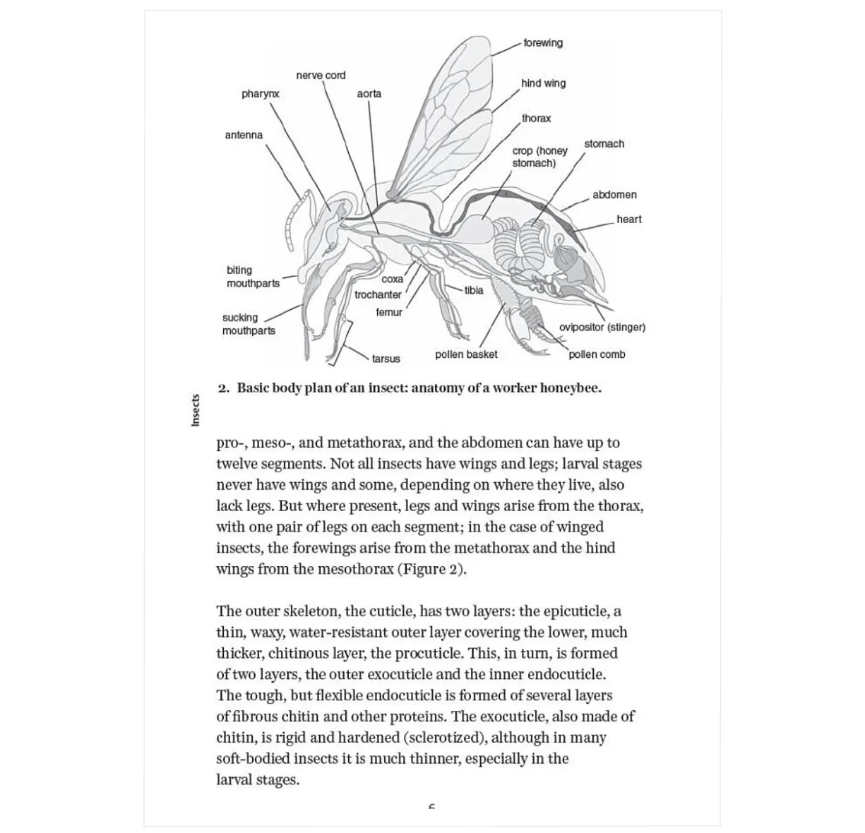 Insects: A Very Short Introduction (Very Short Introductions)