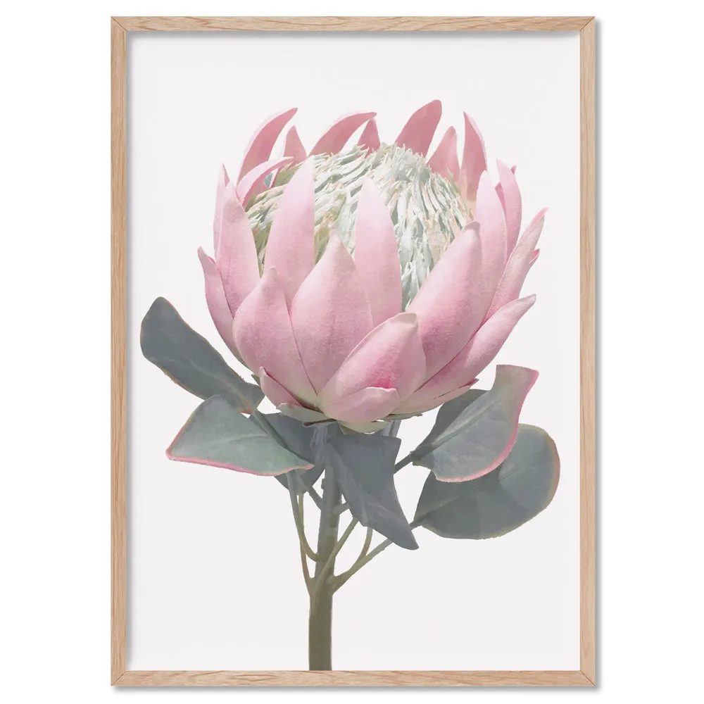 King Protea Vintage Portrait - Art Print