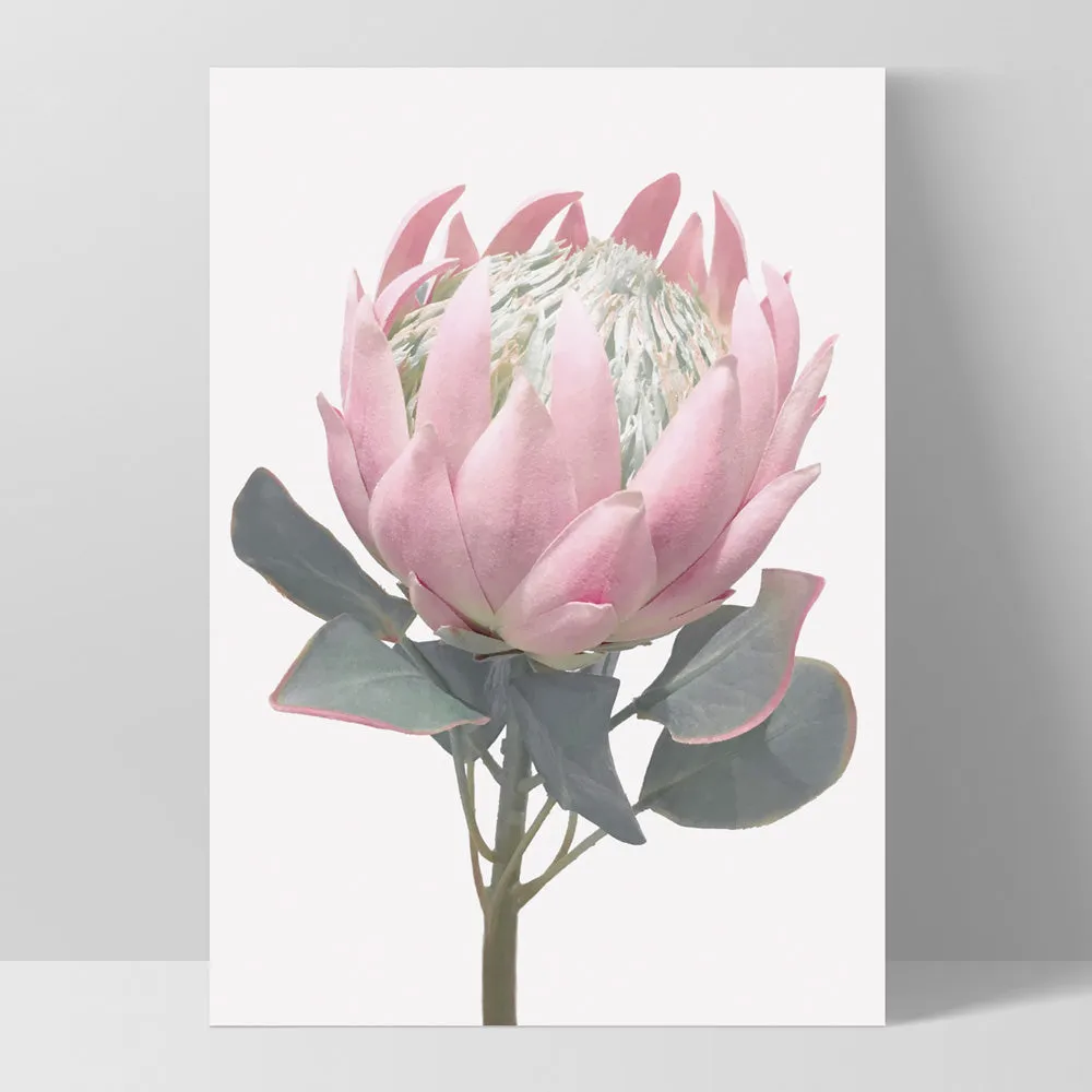 King Protea Vintage Portrait - Art Print