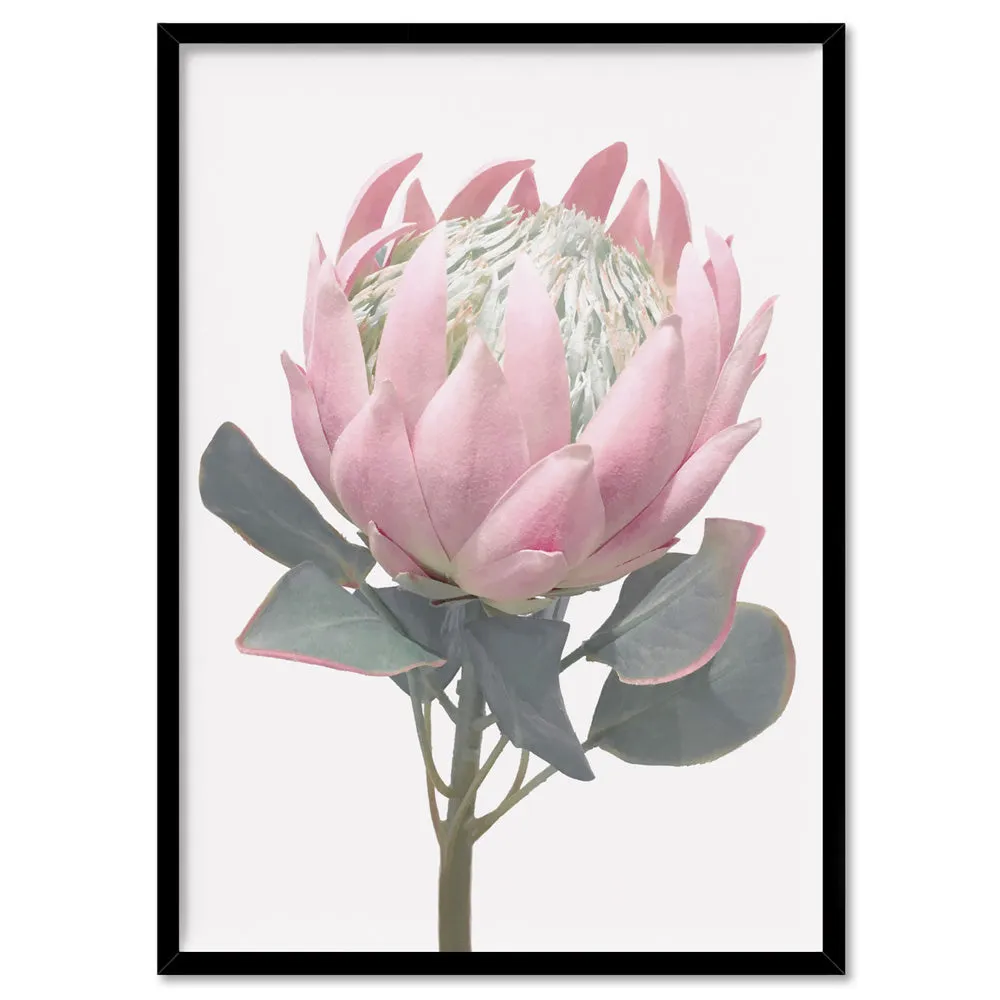 King Protea Vintage Portrait - Art Print