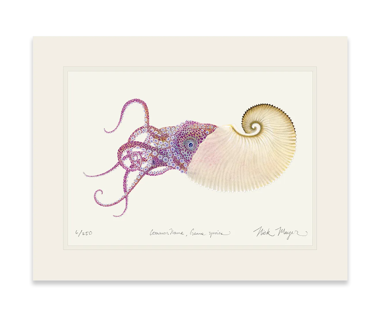 Paper Nautilus Print