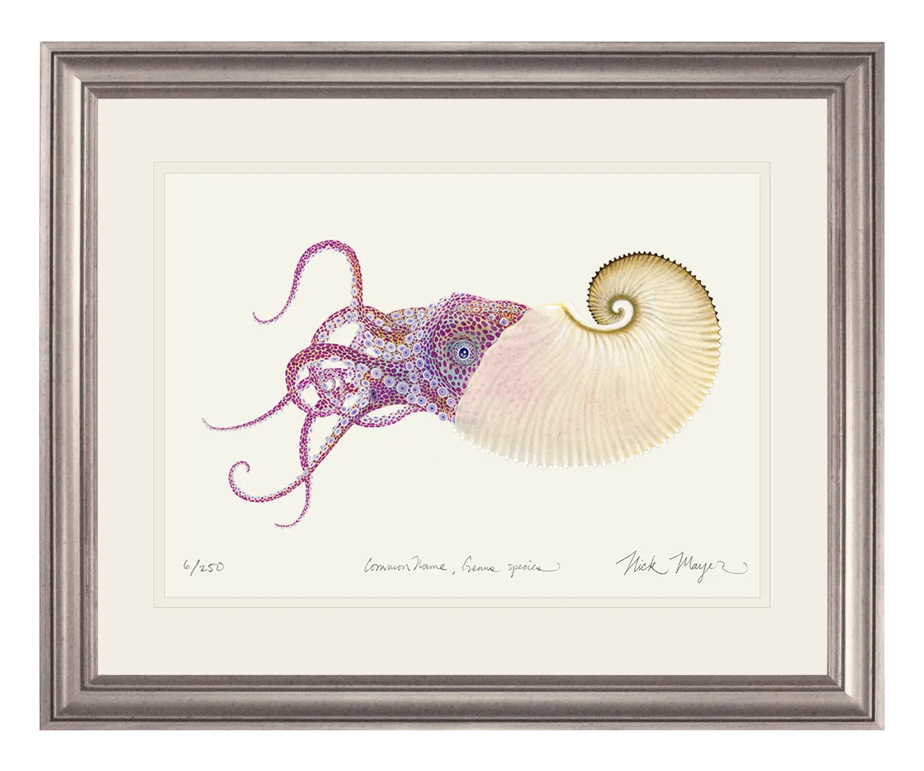 Paper Nautilus Print