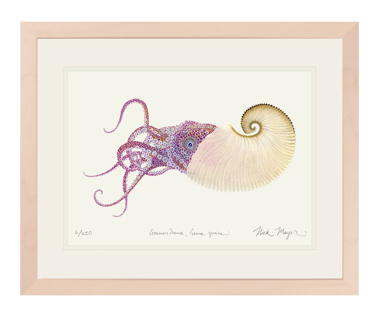 Paper Nautilus Print